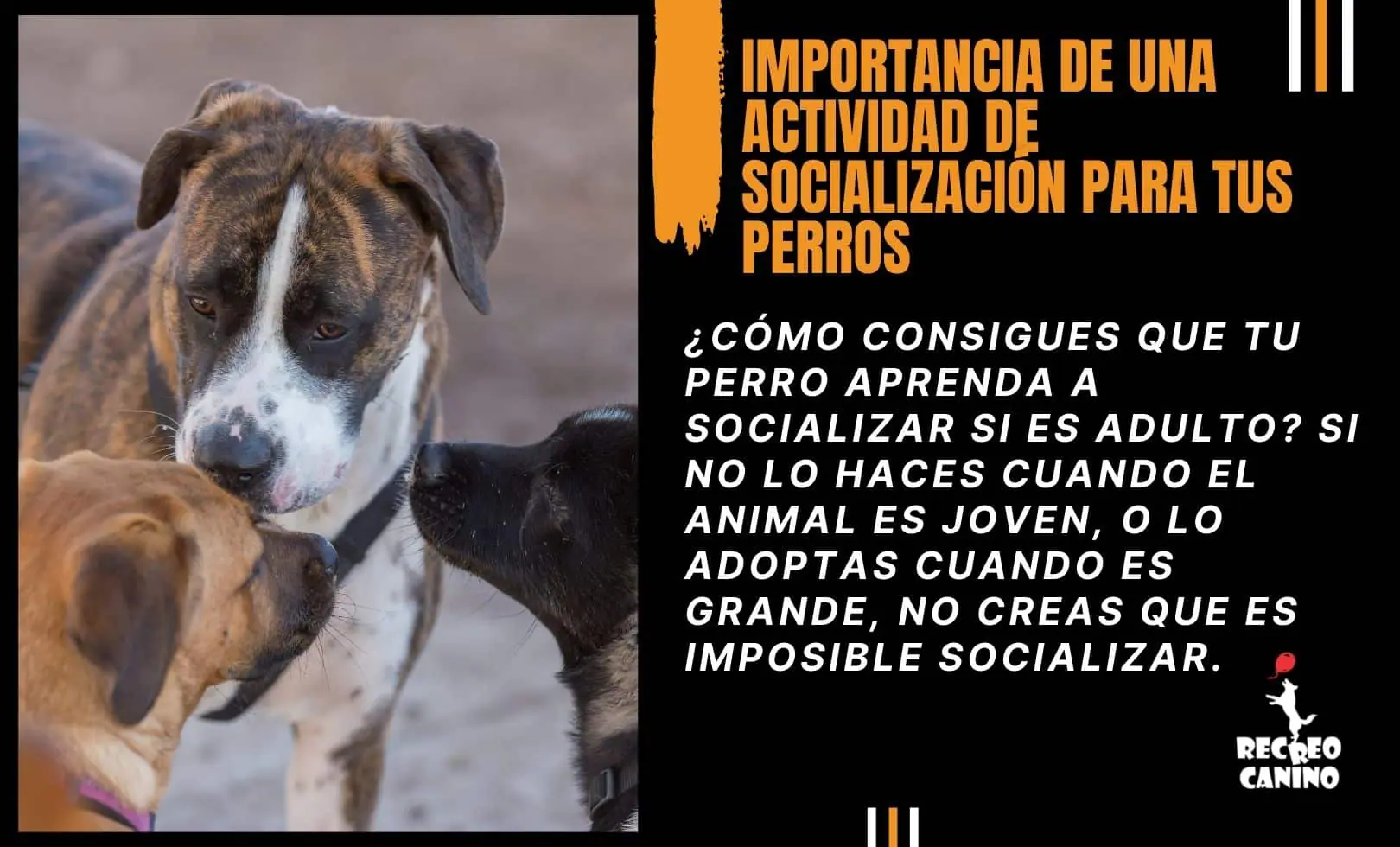 aprender a socializar mascotas