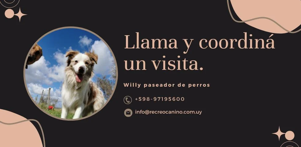 Contacto paseador de perros Contacto paseador de perros