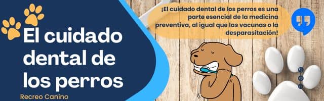 Cuidados y higiene básicos para perros