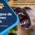 Los otros tipos de agresiones caninas.