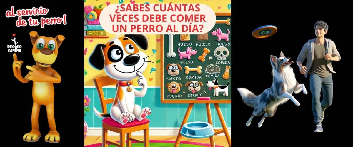 Cuantas veces debe comer mi perro por dia