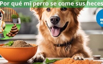 ¿Por qué mi perro se come sus heces?