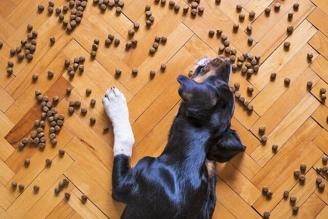 %PASEOS CANINO Y PASEOS DE PERROS%