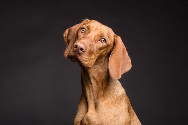 %PASEOS CANINO Y PASEOS DE PERROS%