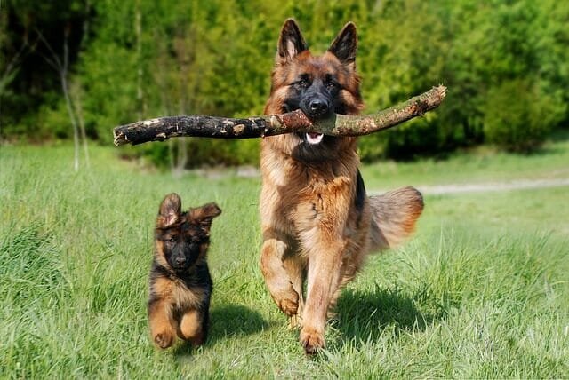%PASEOS CANINO Y PASEOS DE PERROS%