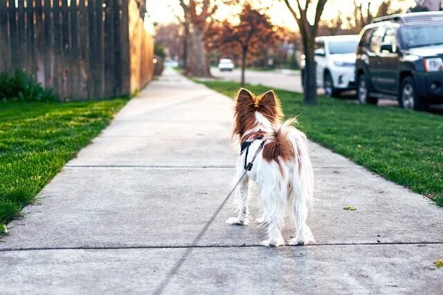 %PASEOS CANINO Y PASEOS DE PERROS%