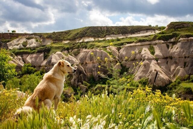 %PASEOS CANINO Y PASEOS DE PERROS%
