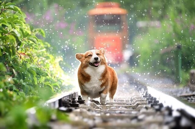 %PASEOS CANINO Y PASEOS DE PERROS%