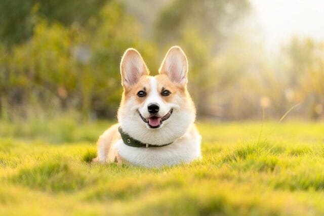 %PASEOS CANINO Y PASEOS DE PERROS%
