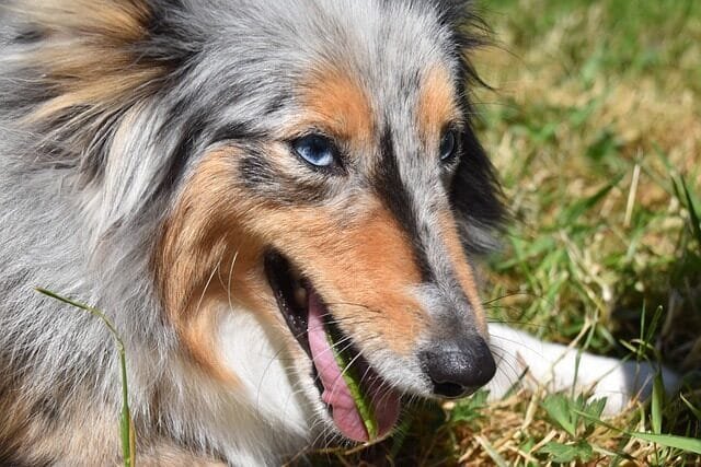 %PASEOS CANINO Y PASEOS DE PERROS%