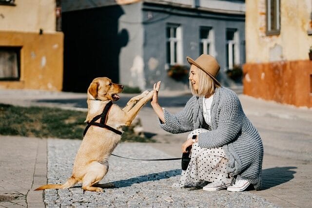 %PASEOS CANINO Y PASEOS DE PERROS%