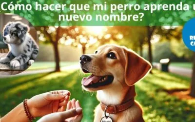 Cómo enseñar a tu perro a reconocer su nombre