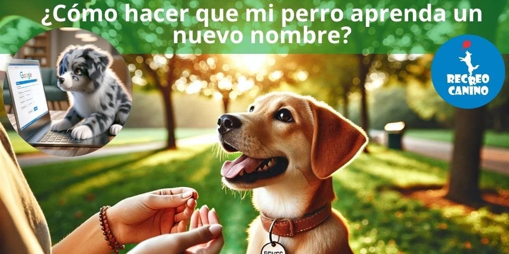 Cómo enseñar a tu perro a reconocer su nombre