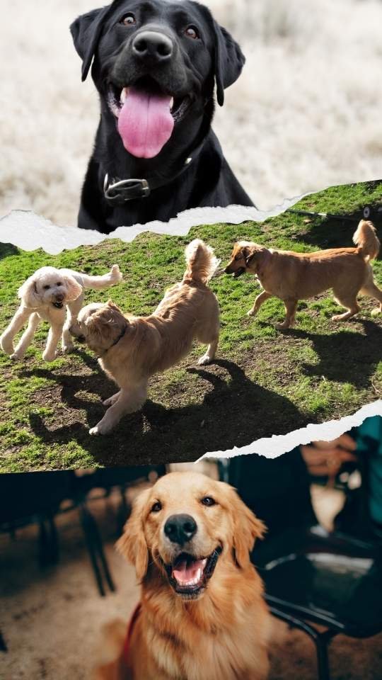 paseos de perros al campo